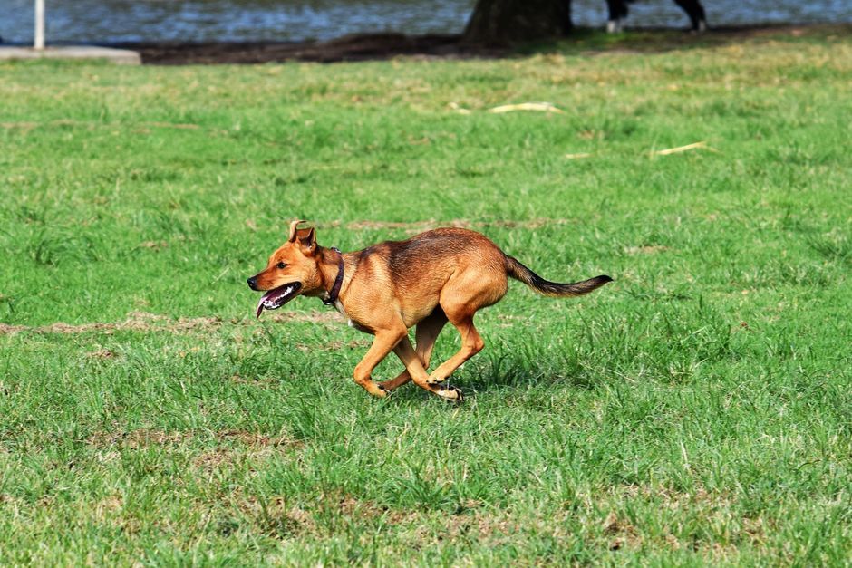 芝生を走る犬