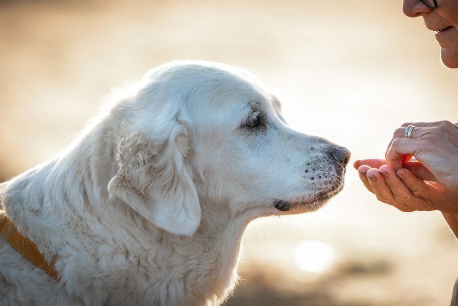 手からおやつを受け取る犬と飼い主の信頼関係