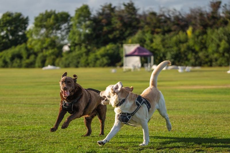 広い芝生で遊ぶ2頭の犬