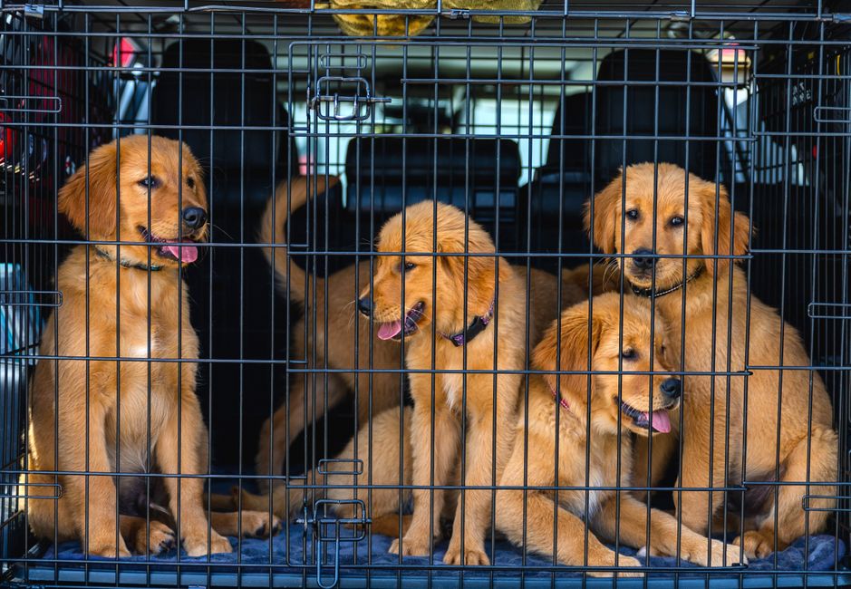 子犬期の基礎知識