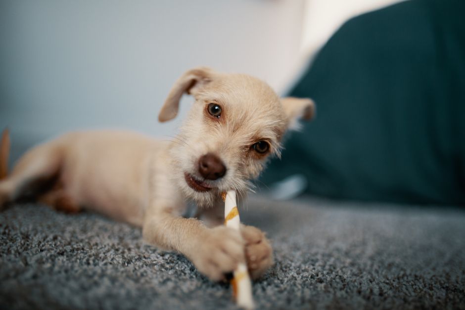 子犬期の基礎知識