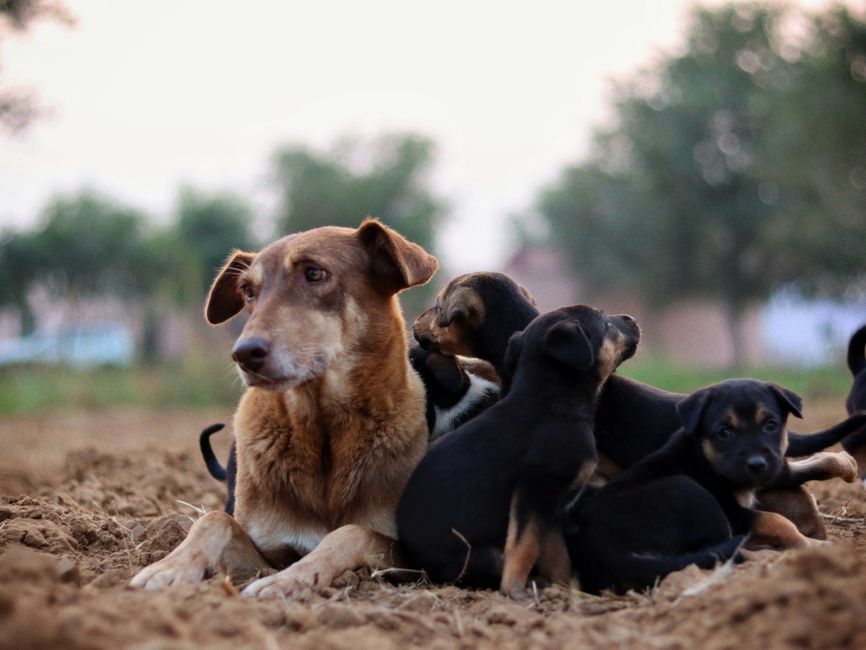 子犬期の基礎知識