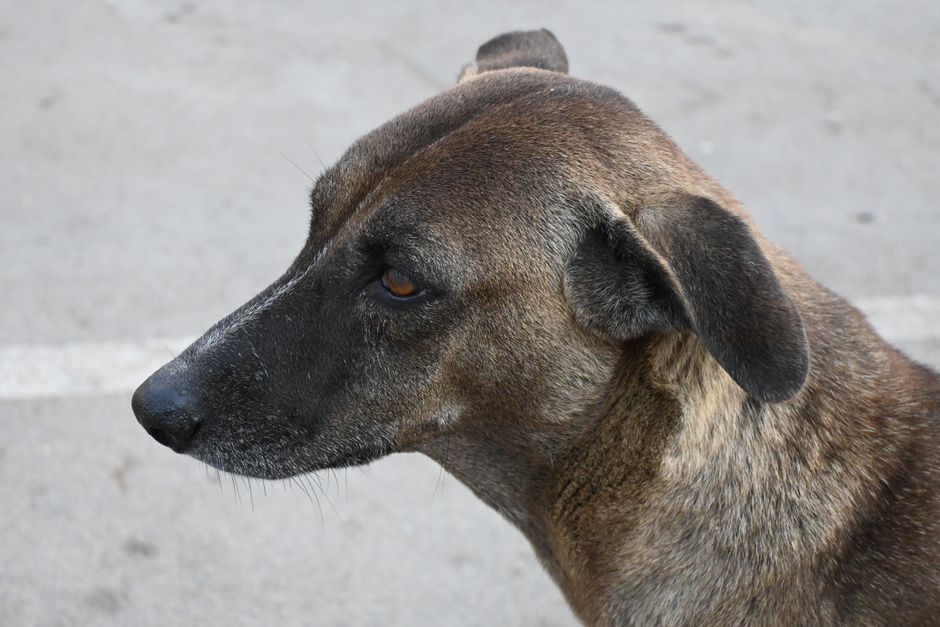 犬の能力・五感の雑学