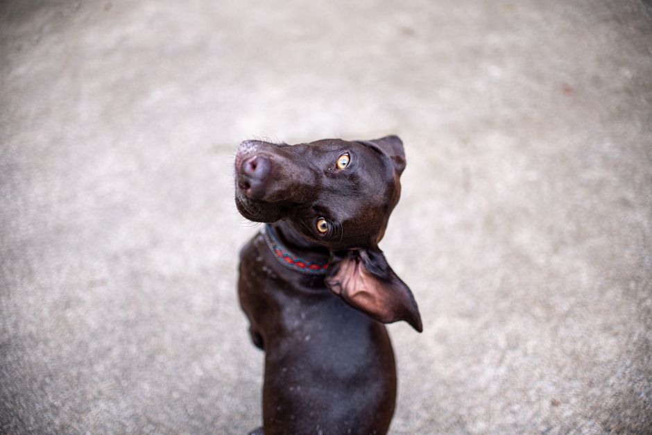 犬の能力・五感の雑学