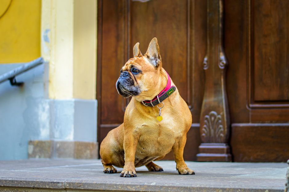 犬の能力・五感の雑学