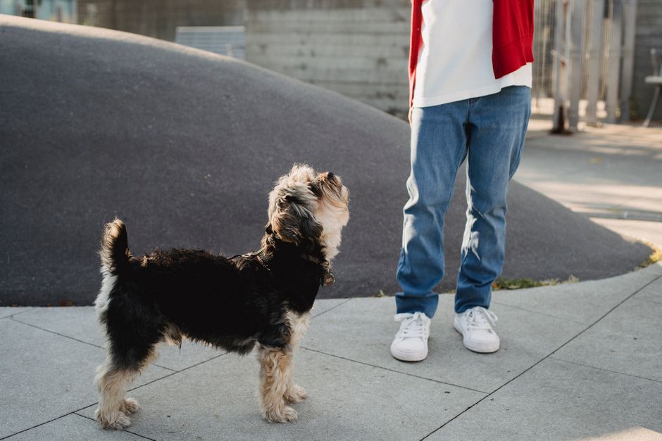 犬の能力・五感の雑学