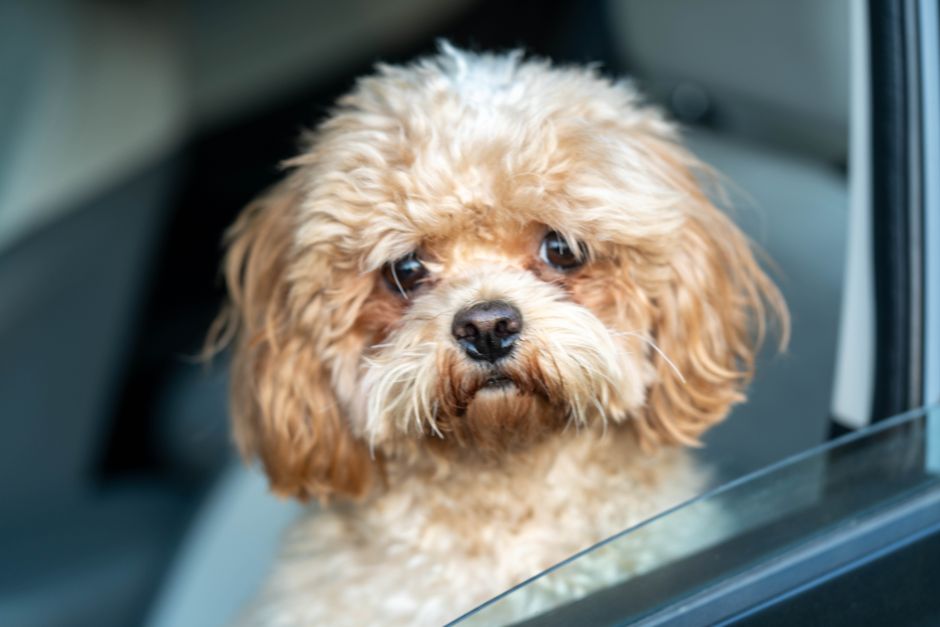 車の中から通行人や他の犬に吠えてしまう