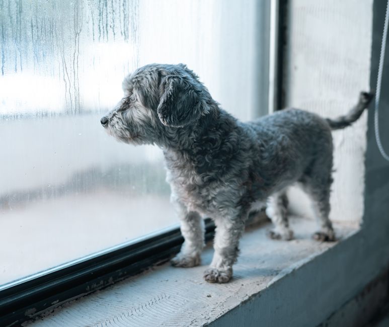 窓の外の人や犬に反応して吠える