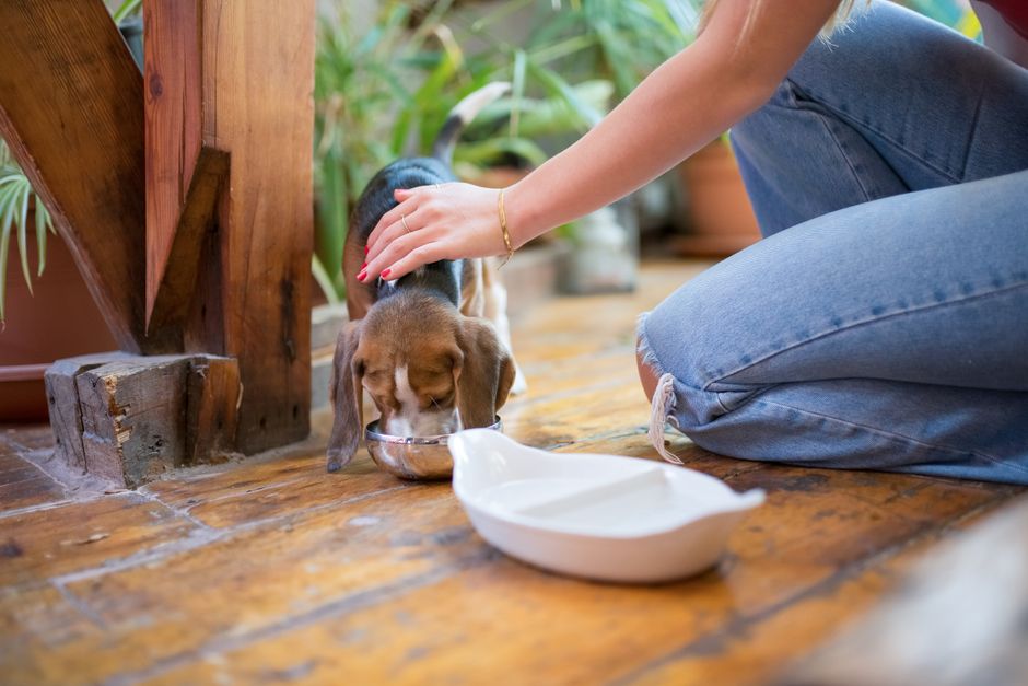 栄養バランスの良い食事なのに食糞が治らない