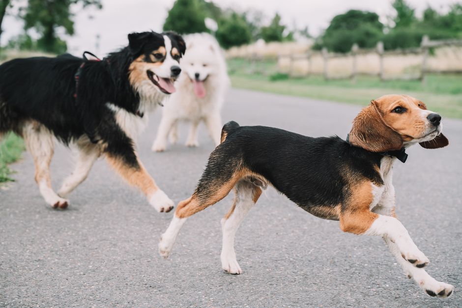 他の犬が食糞するのを見てから真似するようになった