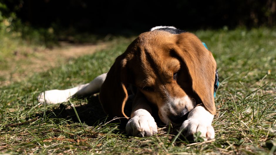 子犬の離乳後も母犬が便を食べる習慣が続いている