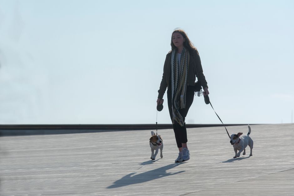 多頭飼いで一頭が他の犬の便を片付けるように食べてしまう