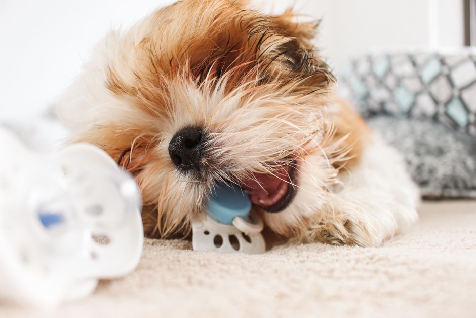 トイレトレーニング中の子犬が便を食べてしまう