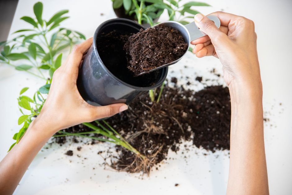 観葉植物の鉢を掘り返し土を散らかしてしまう
