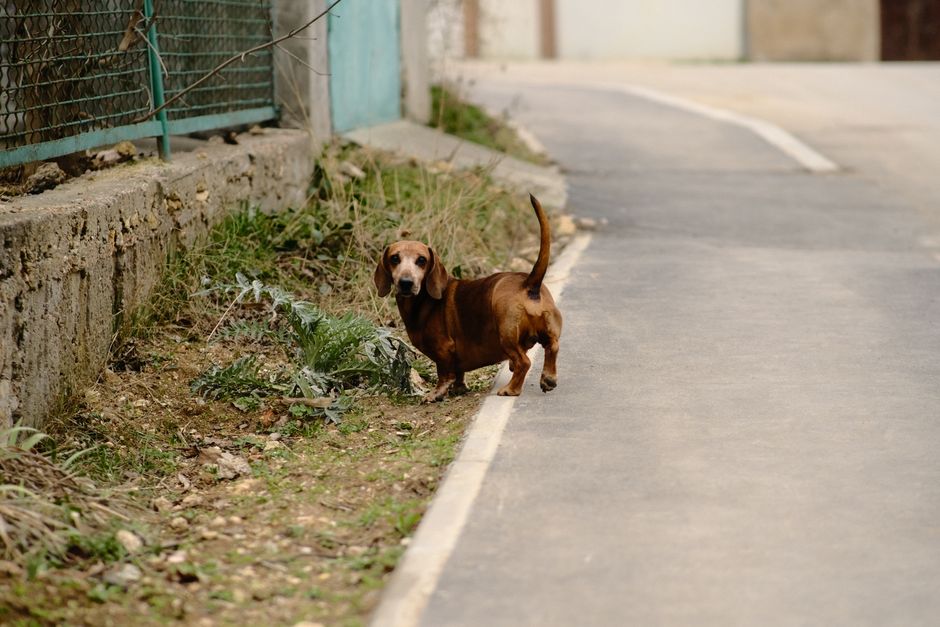知らない人に対して過剰に警戒し唸ってしまう