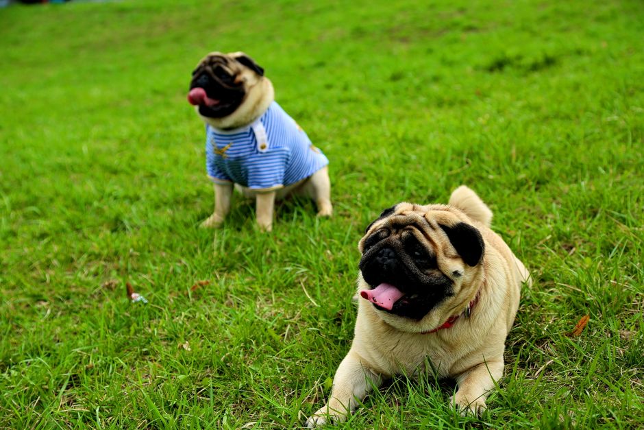 成犬になってから急に資源を守るようになった