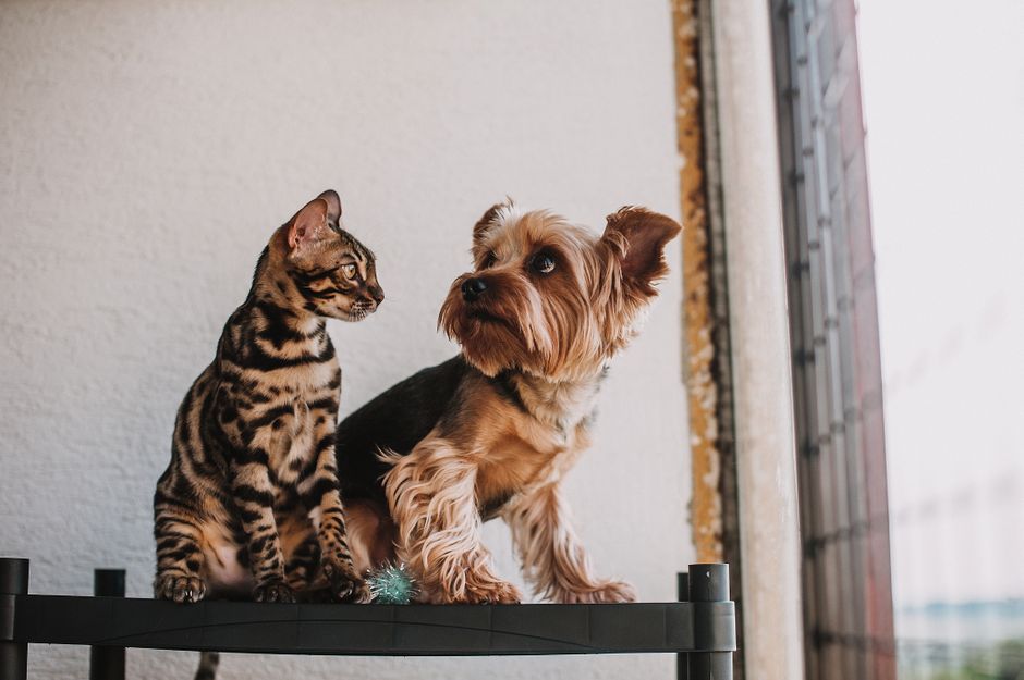 他の犬や猫がいるとおやつを守ろうとする