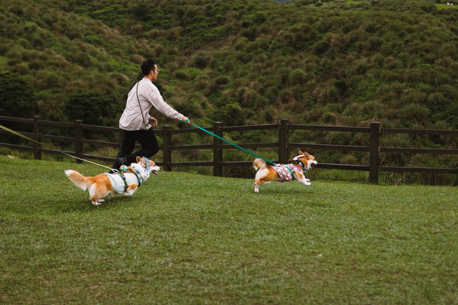 ドッグランから帰宅した直後に家の中でマーキングしてしまう