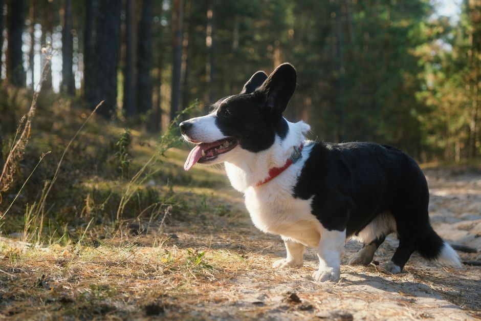 他の犬のにおいが付いた服にマーキングしてしまう