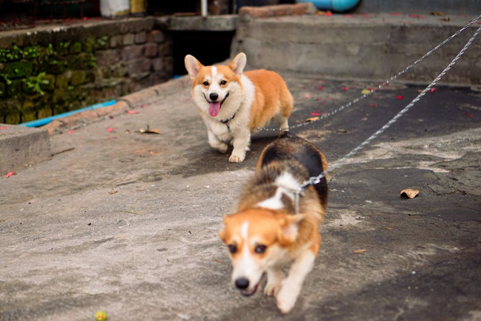 外を歩く犬が見える窓際でマーキングしてしまう