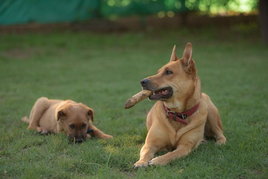 新しく迎えた若い犬を先住犬がいじめてしまう