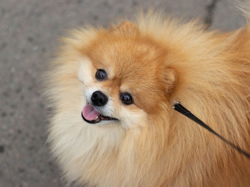 帰宅時に飼い主の気を引こうと激しく競い合ってしまう