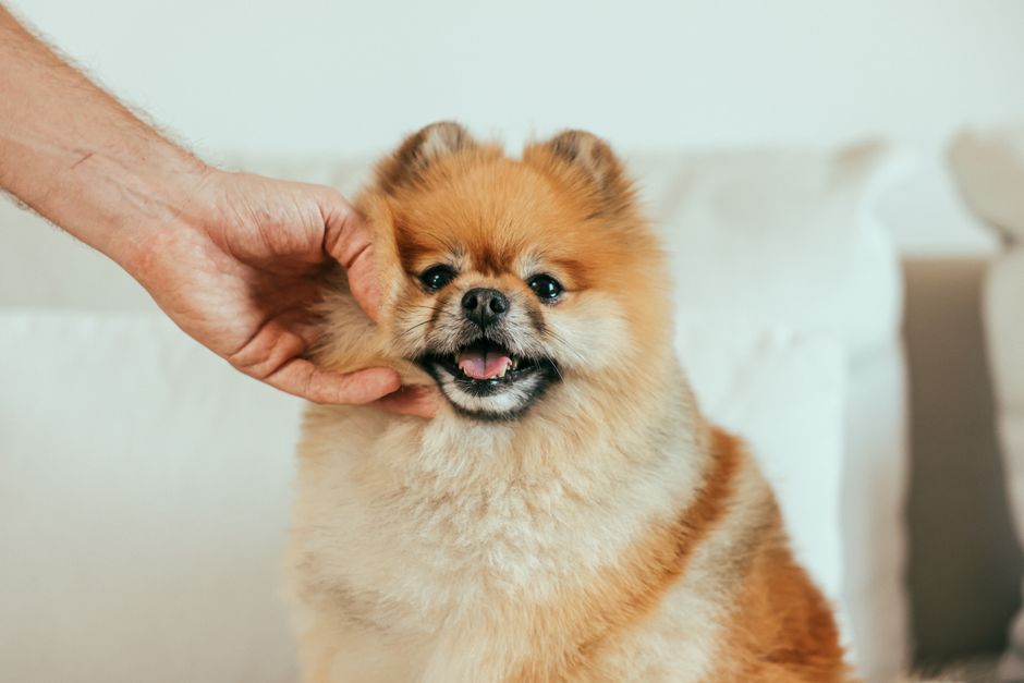 一方の犬にばかり注意が向き、もう一方が嫉妬してしまう