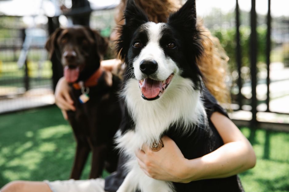 飼い主の膝の上を巡って犬同士が張り合ってしまう