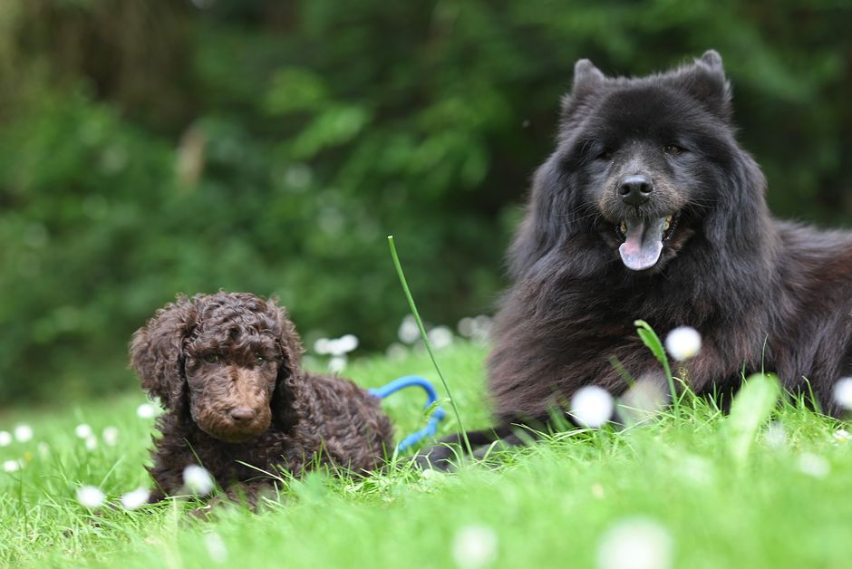 シニア犬に子犬がしつこく絡んで困らせてしまう