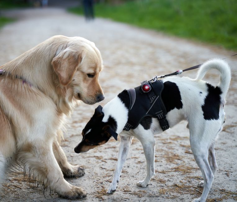 体格差の大きい犬同士で怖がって近づけない