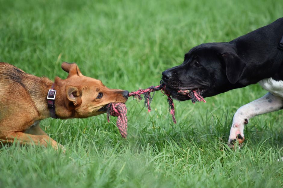 綱引き遊びでいつも同じ犬が勝ち、もう一頭がすぐ諦めてしまう
