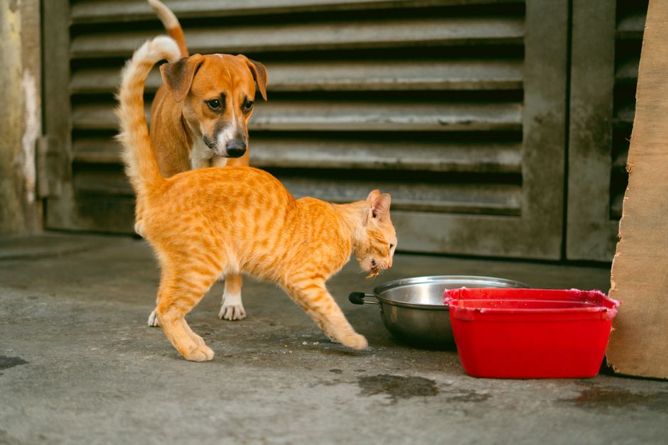 同居している猫のご飯やトイレの中身を食べてしまう