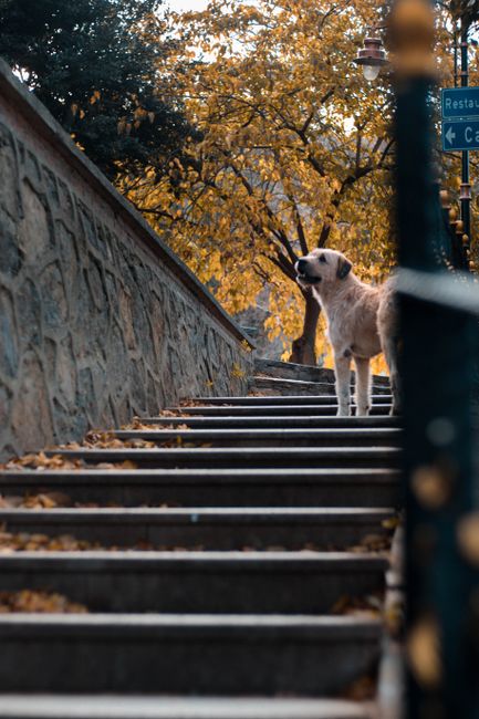 動物病院のエレベーターに乗るのを怖がってしまう