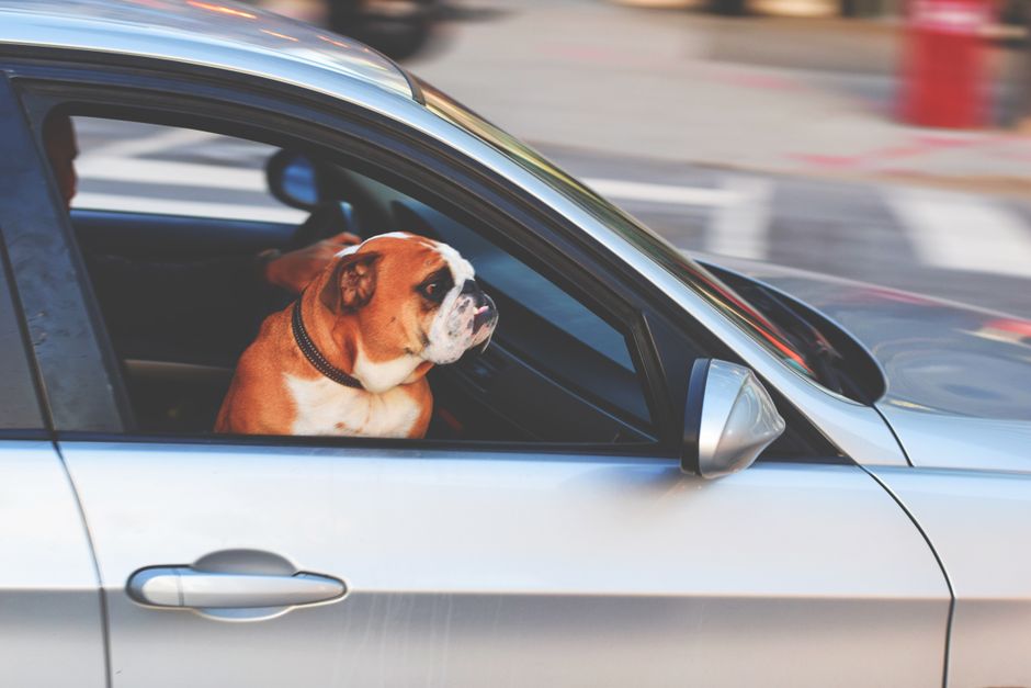 車自体に乗り込むのを頑なに拒否してしまう