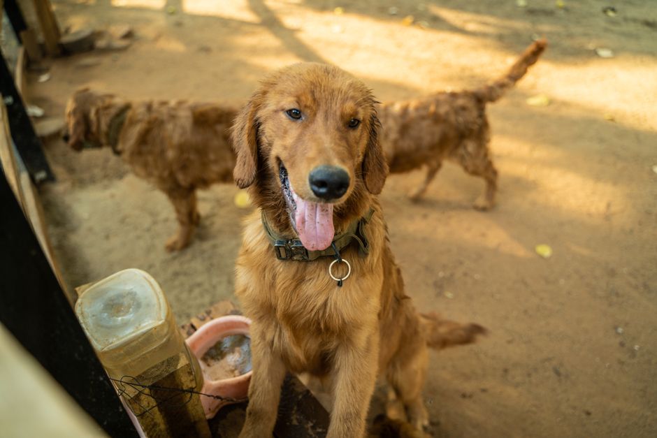 ドッグカフェで近くの犬が気になり落ち着けない