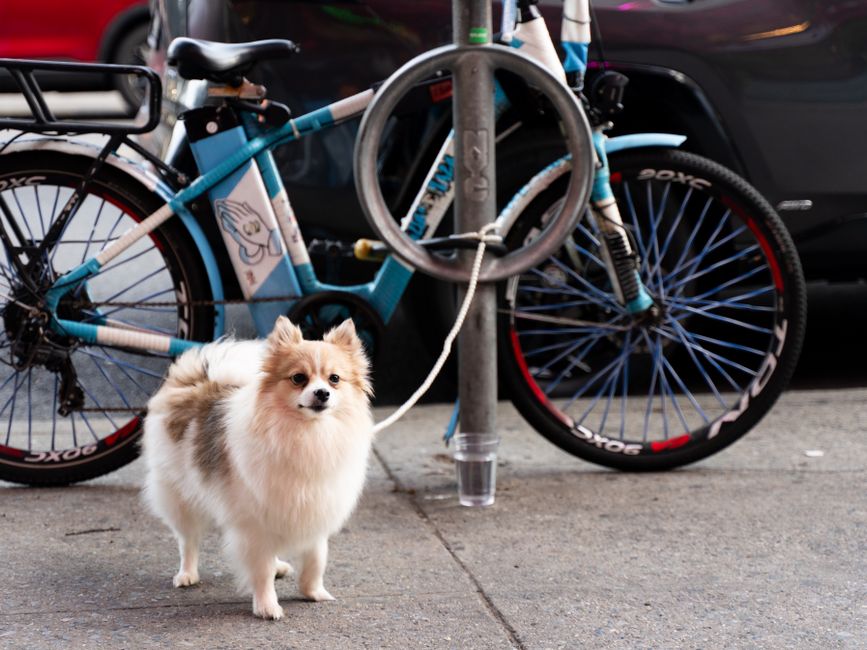 自転車やバイクを見ると追いかけようとする