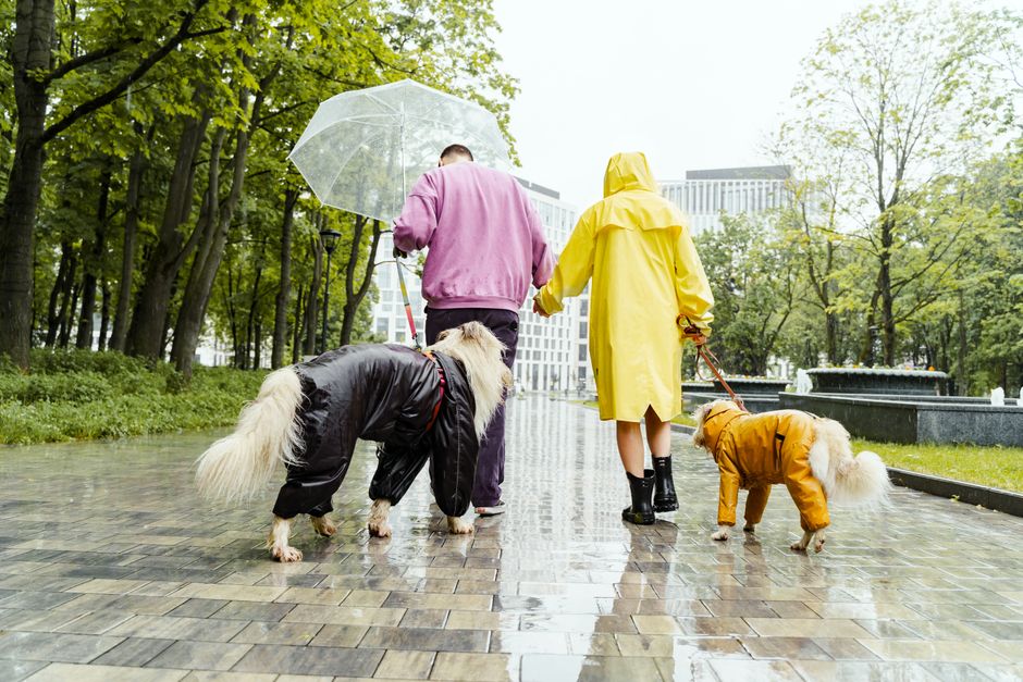 雨の日の散歩を極端に嫌がる