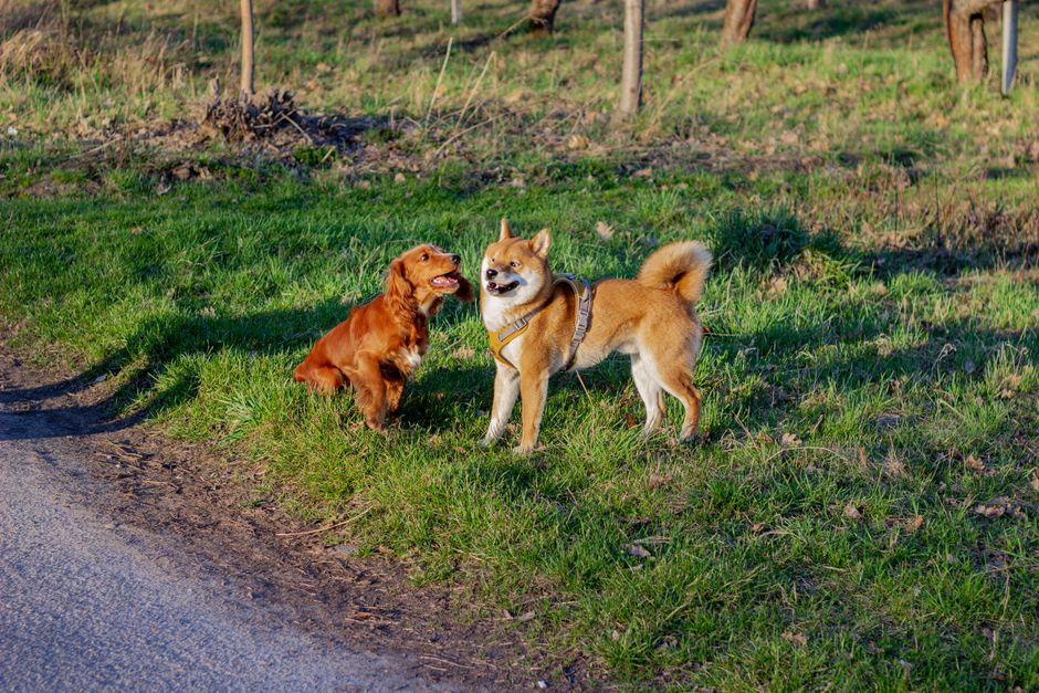 他の犬とすれ違うと吠えたり突進しようとする